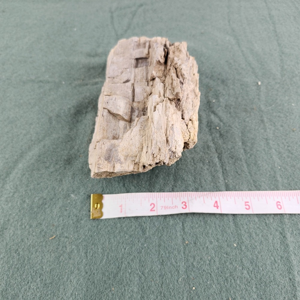 Petrified Wood Specimen 6"x3.5"x2.5" - Picture 7 of 8